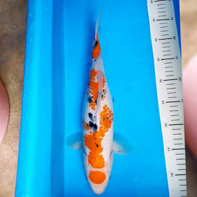 Tancho Kanoko 40 cm