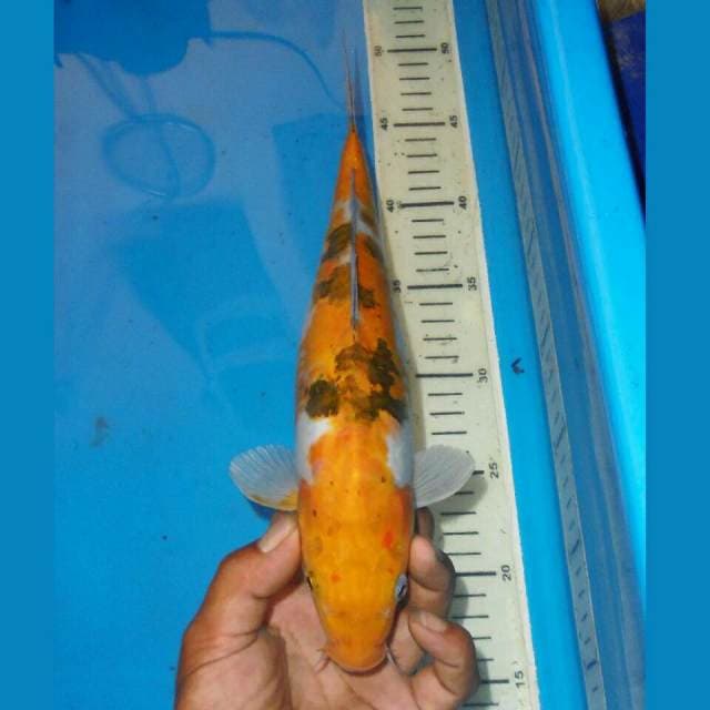 DOITSU SANSOKU KUNING ANTIK