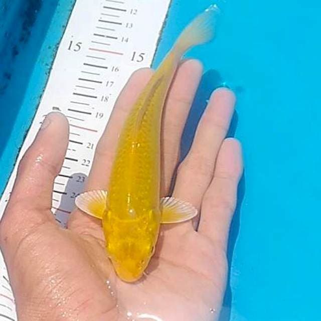 Chagoi lemon