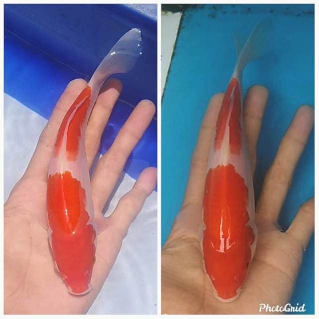 Menchaburi Sisik merah