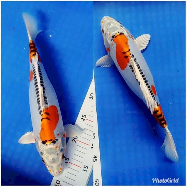 Beni Kikokuryu punuk