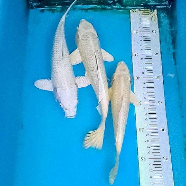 Trio Mulus