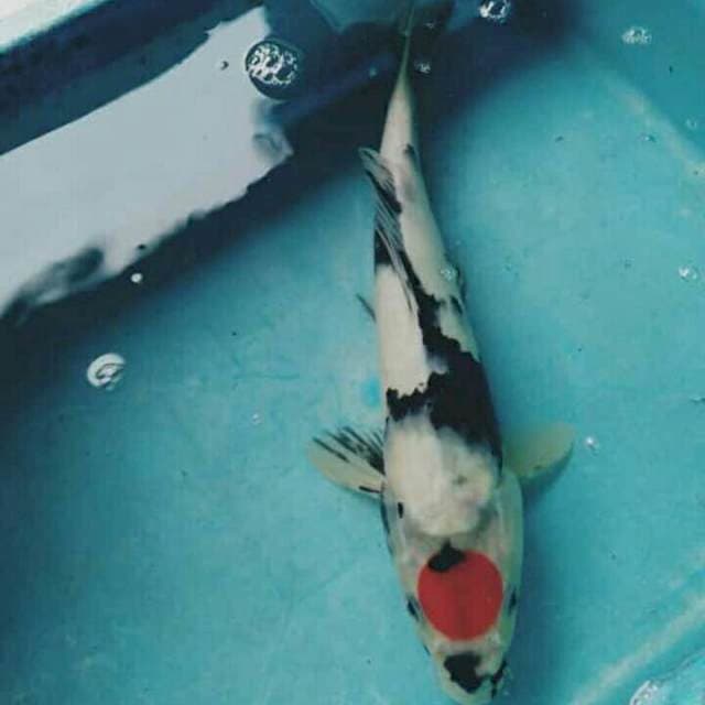 tancho showa 34cm