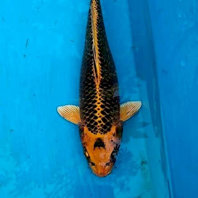 Kujaku bakat jumbo