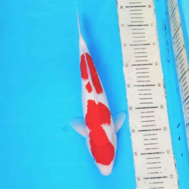 Kohaku 03
