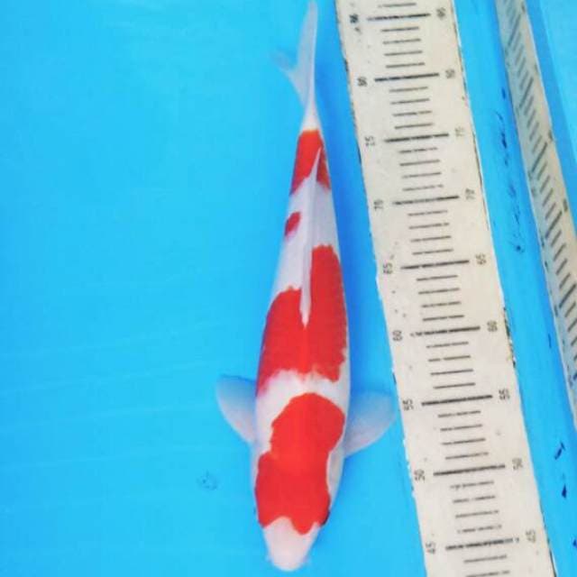 Kohaku 04