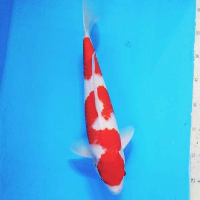 Kohaku 05