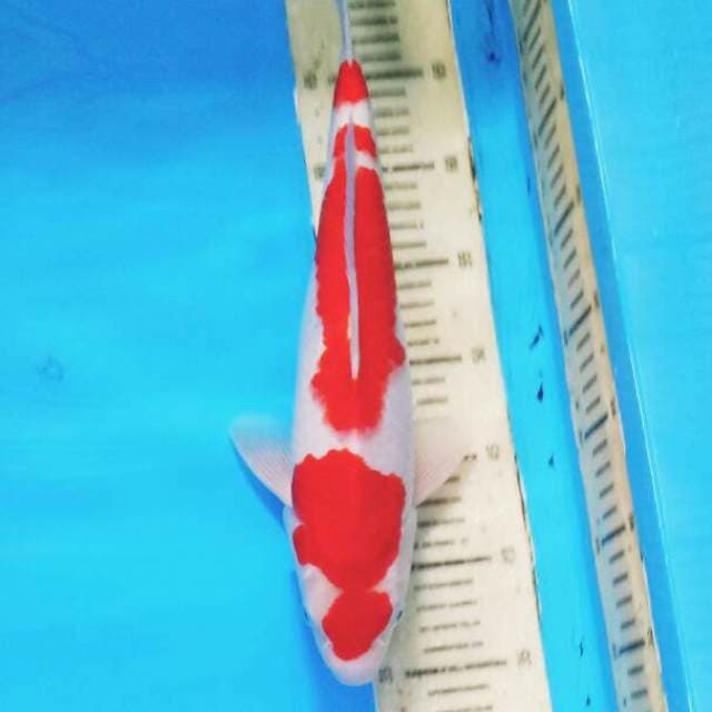 Kohaku 06