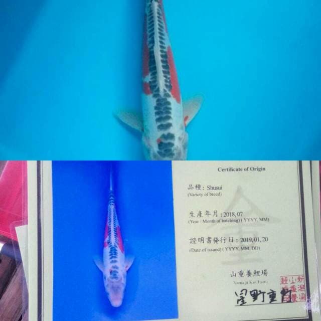 Sushui yamaju koi farm