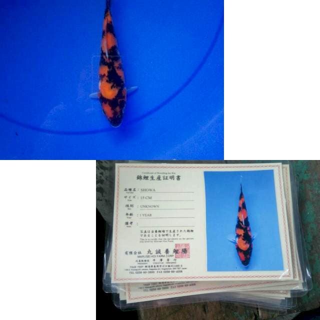 Showa import marusei