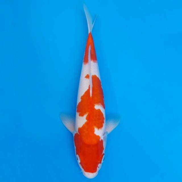 Kohaku