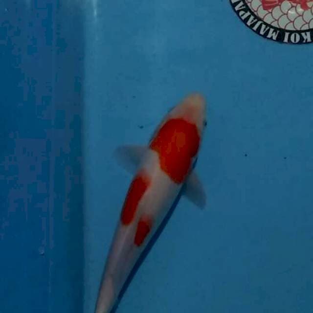 kohaku 30cm