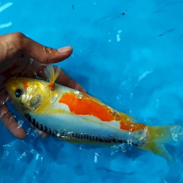 SHUSUI - 24CM