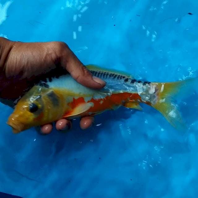 SHUSUI - 24CM