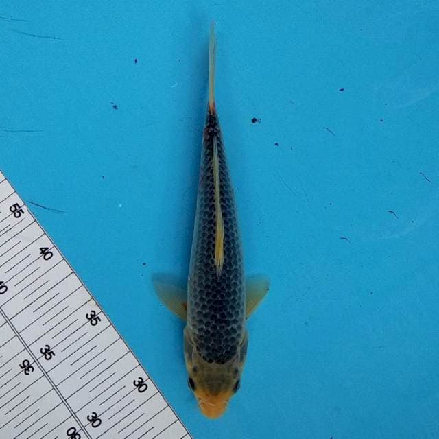 ASAGI - 22CM