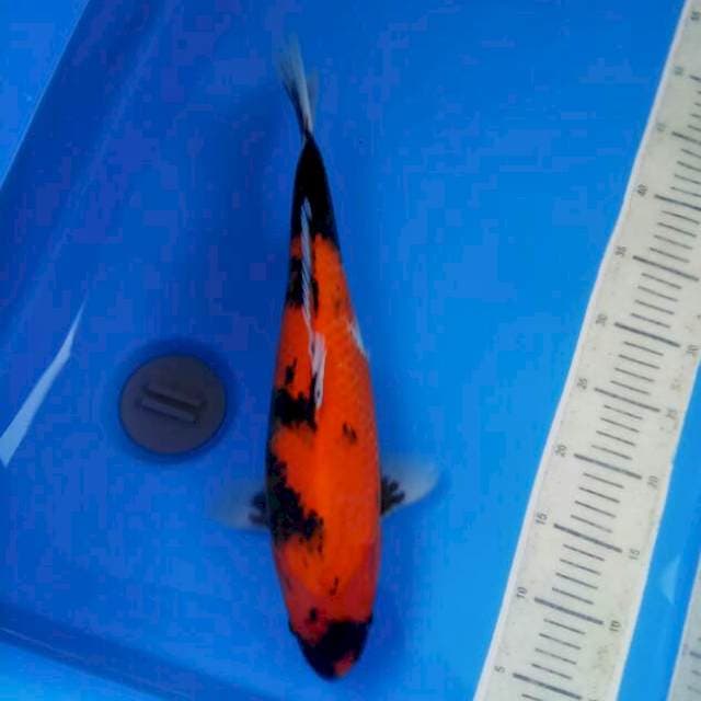 -- Hi Showa -- 40 cm