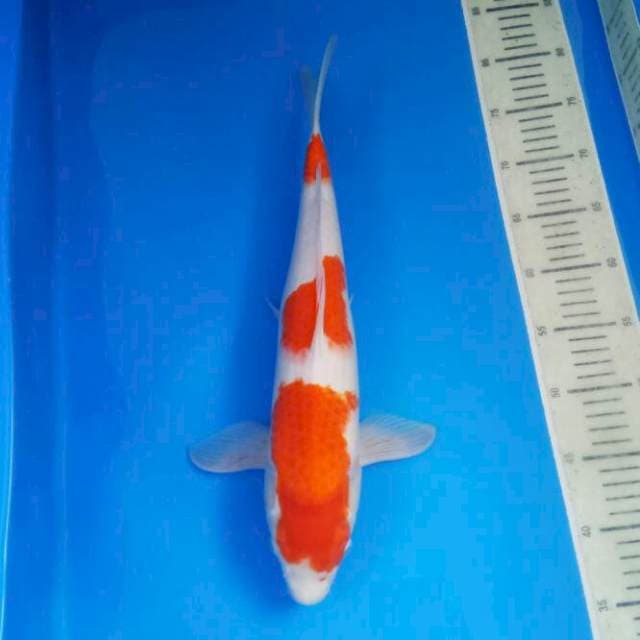 Kohaku original 44 cm