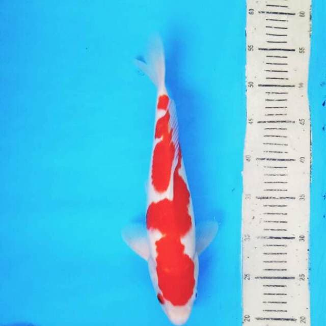 Kohaku 1