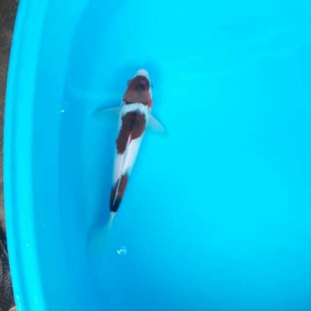 Goromo