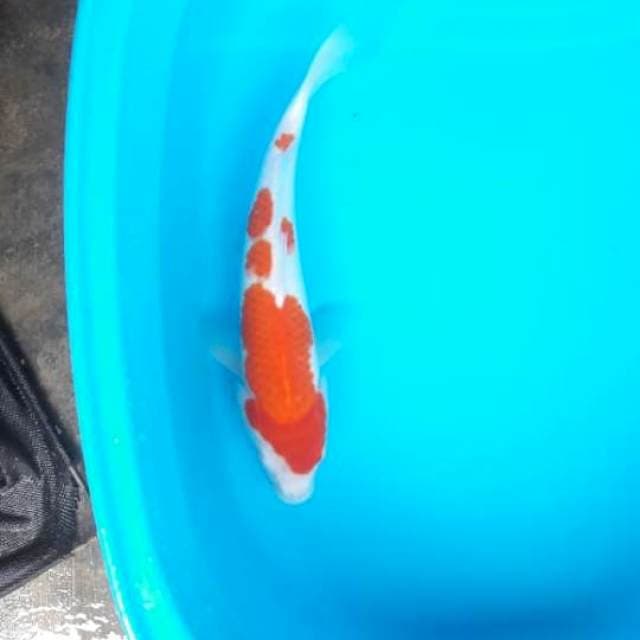 Kohaku