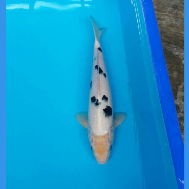 BEKKO JANTAN