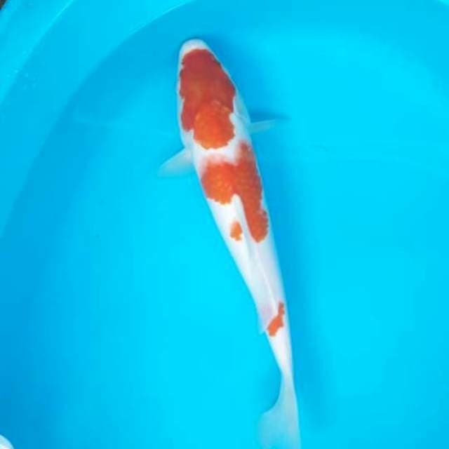 Kohaku