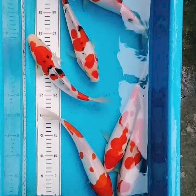 Kohaku, Sanke Doitsu