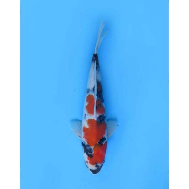 Super Showa Prospek, Male - 25cm