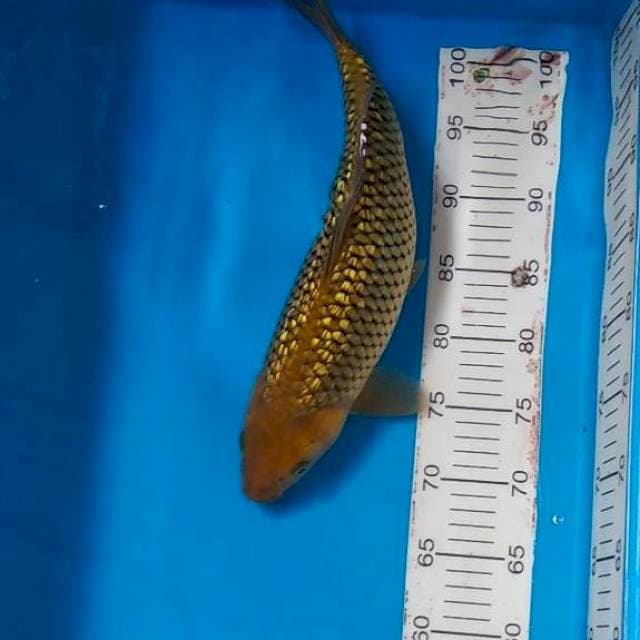 Midori ghindrin 39cm berpunuk
