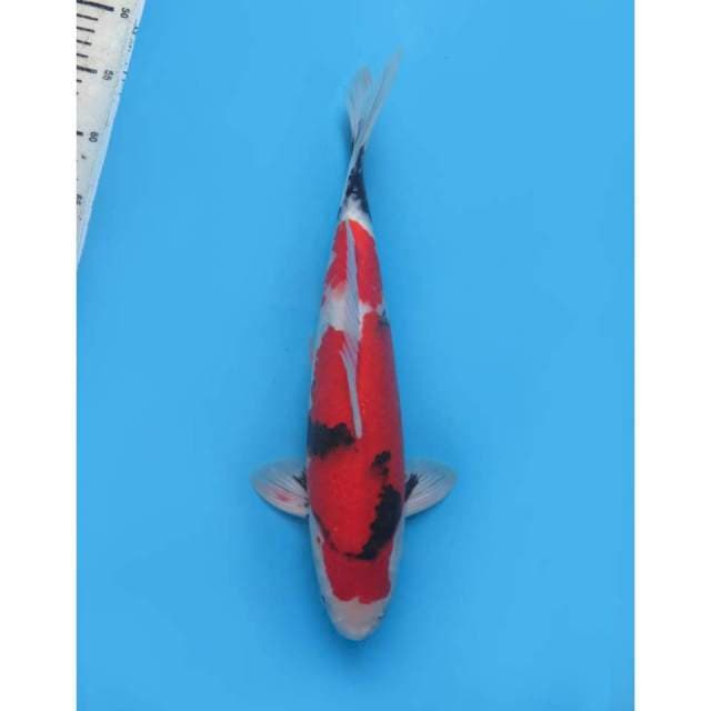 Showa Warna Halus, Male - 40cm