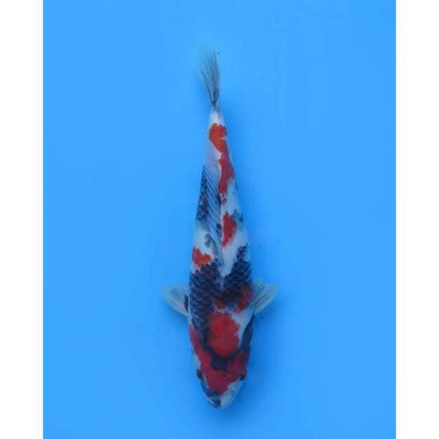 Showa Prospek SQ , Male - 30cm