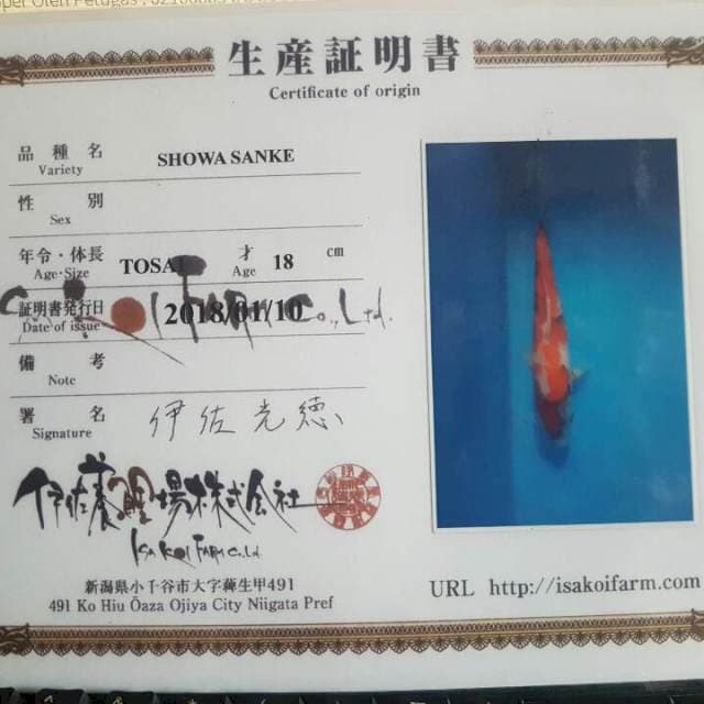 Showa Import Isa Koi Farm ( calon jumbo / fast grow / bahan indukan )