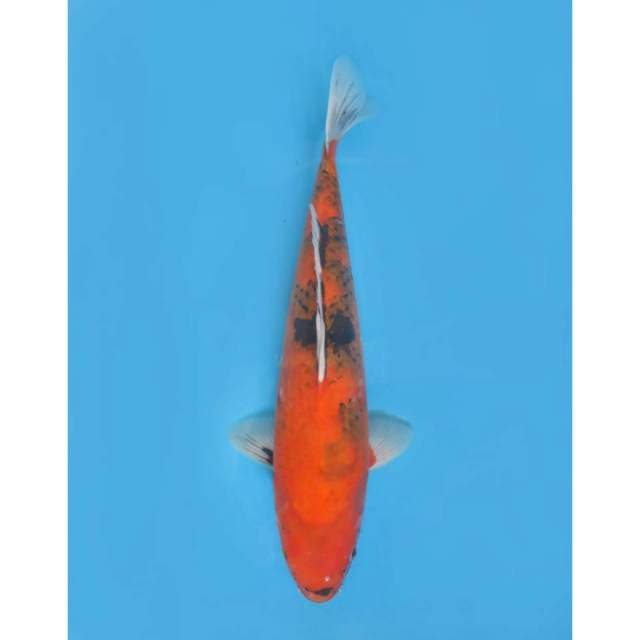 Showa jumbo F1 , Female - 47cm