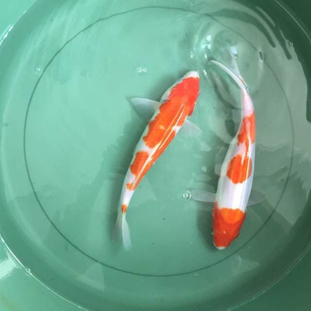 kohaku 2 & 3 step