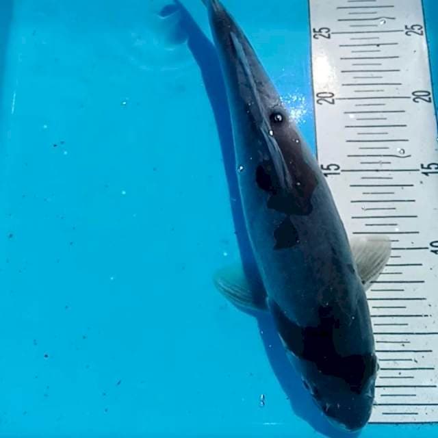 ochiba doitsu 30 cm