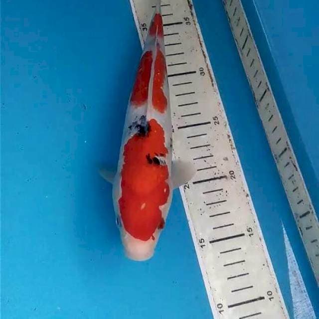 Sanke Tate 25 cm