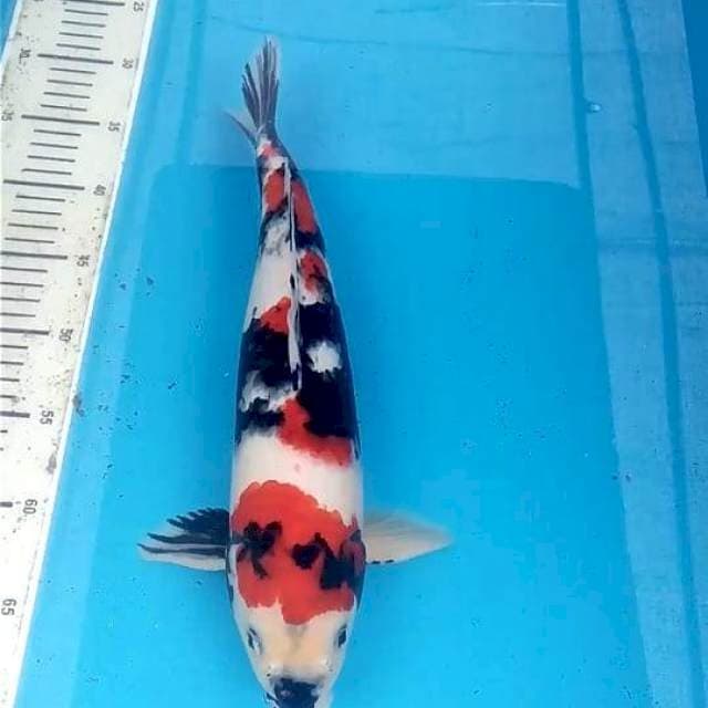 Showa 37 cm