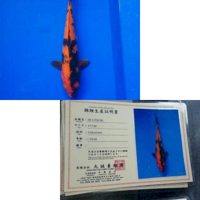 Hi utsuri import marusei