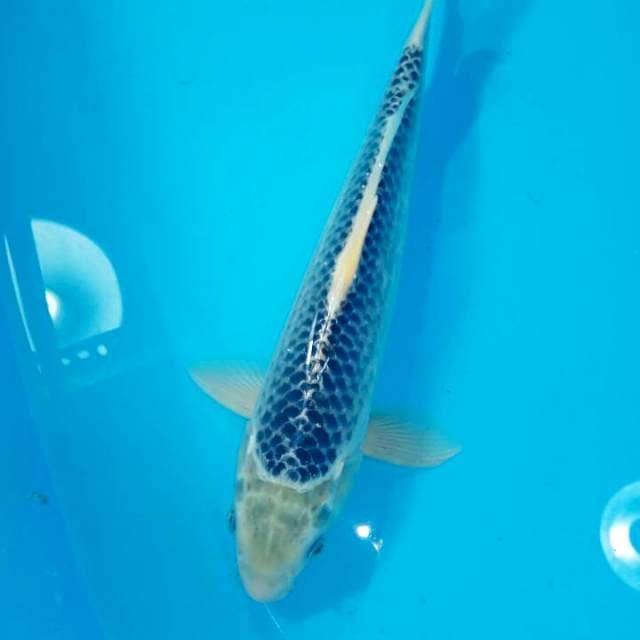 Asagi netting bagus 31cm