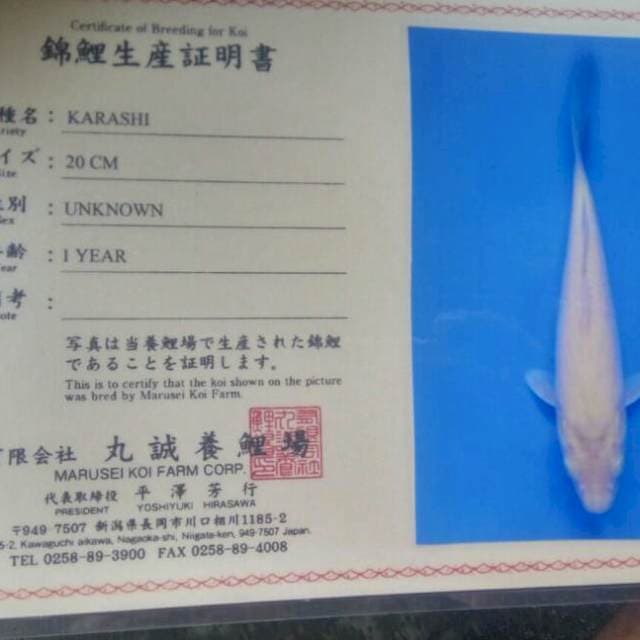 Karashi import marusei RED EYE