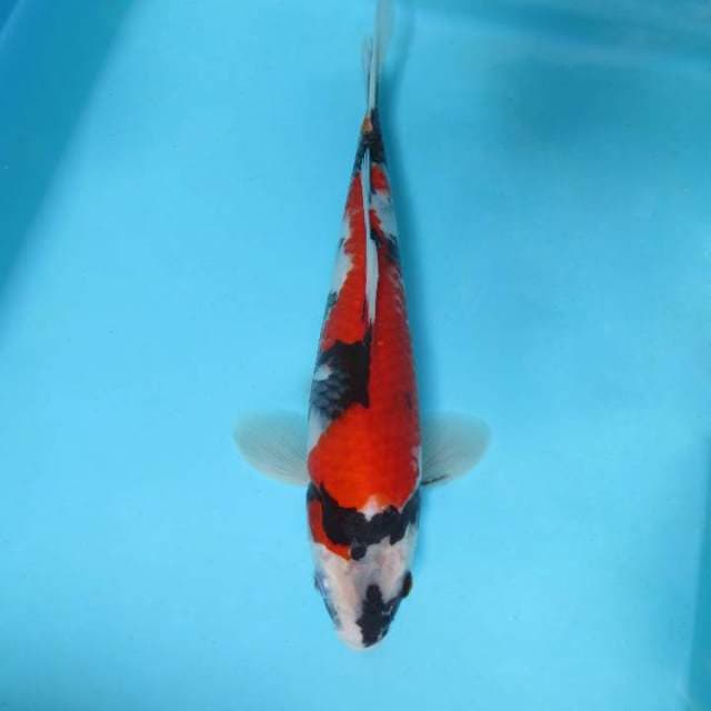 3. DAMARKOI ( SHOWA BAKAT BAGUS )