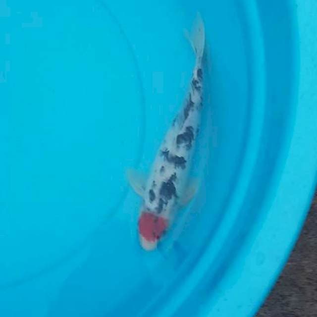 Tancho 25 cm
