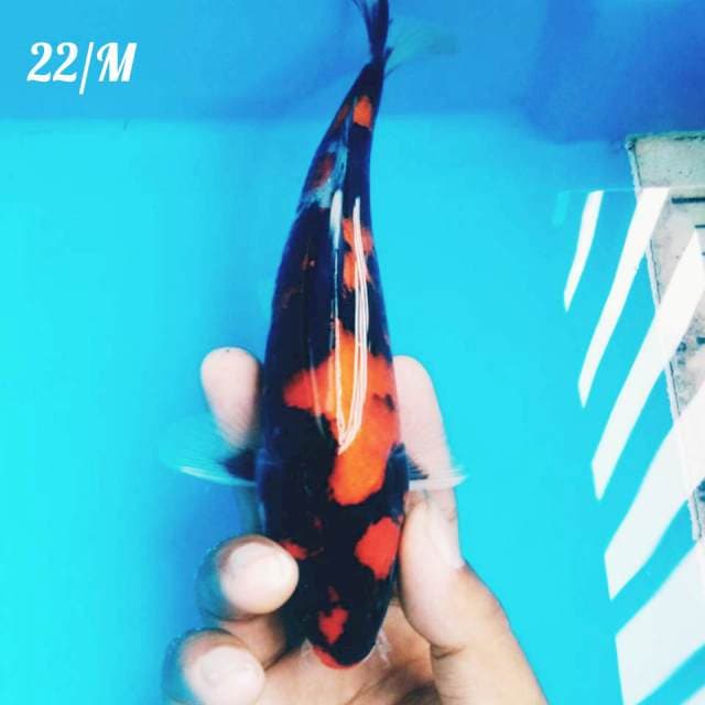 SHOWA MALE