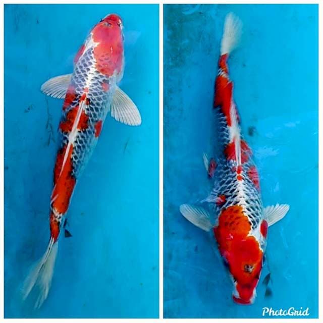 Kujaku merah