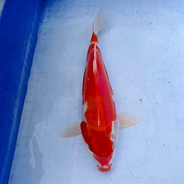 Kohaku merah merona