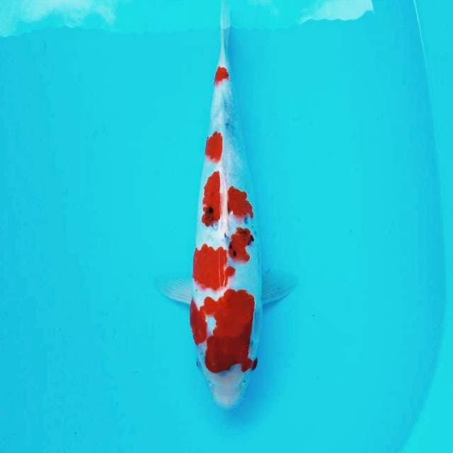 B. Showa Tategoi #36cm