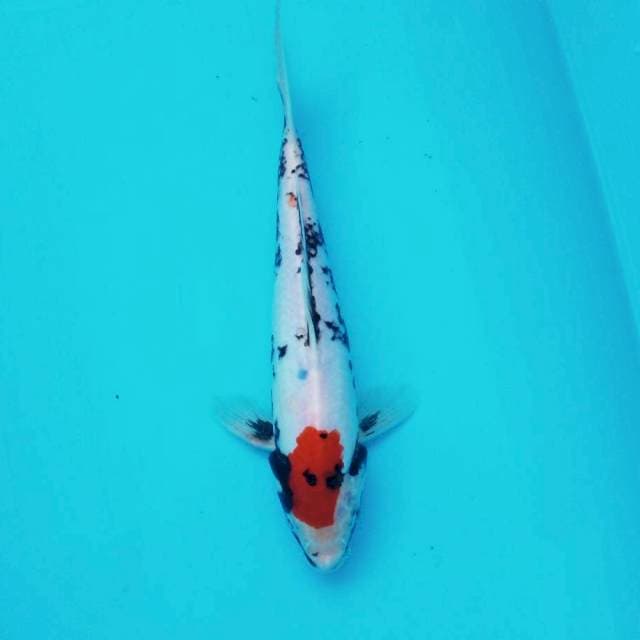 E. Beni Matsukawabake #26cm