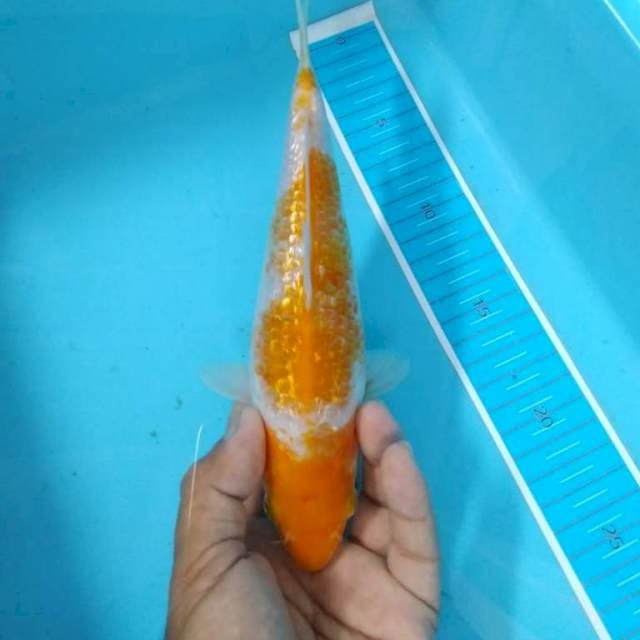 Hariwake ginrin