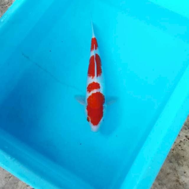 NJK - YONDAN KOHAKU