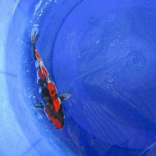 Showa sansoku ±25cm